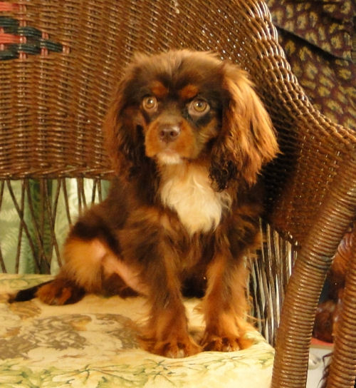 99+ Brown Chocolate Cavalier King Charles Spaniel - l2sanpiero